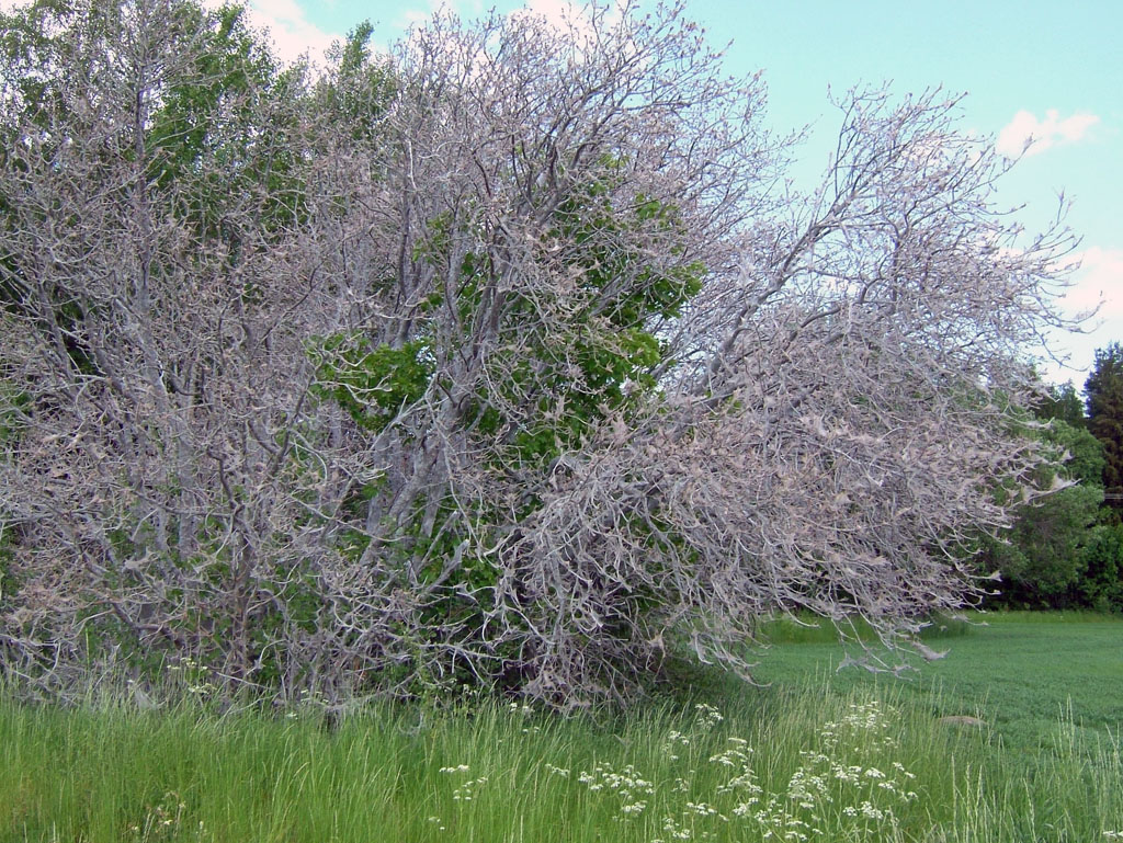 Roslagsgården 2006 Spökhägg
