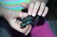 Busen 2006