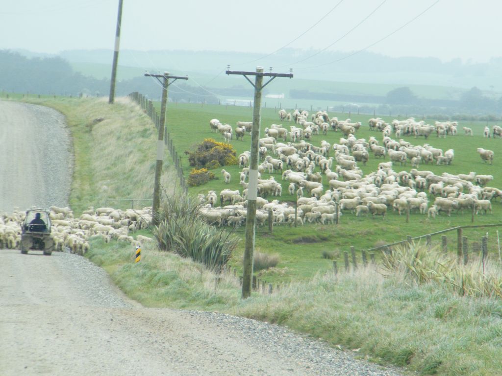 Nya Zeeland 2012